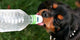 DogSport Water Bottle Cap - Fits Most Standard Bottles, Keychain Ring for Dogs On The Go (Two Pack)