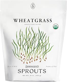 Organic Wheatgrass Seeds (16 oz) – Non-GMO, Heirloom Seeds for Sprouting and Microgreens