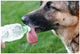 DogSport Water Bottle Cap - Fits Most Standard Bottles, Keychain Ring for Dogs On The Go (Two Pack)