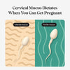 kegg Fertility Tracker + Free Fertility App | Discover Your Most Fertile Days | No Recurri - Image 3