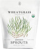 Organic Wheatgrass Seeds (16 oz) – Non-GMO, Heirloom Seeds for Sprouting and Microgreens