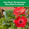 Miracle-Gro Liquid All Purpose Plant Food, Concentrate, 32 oz. - Image 4
