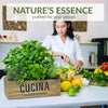 Cucina Fruits & Passion Hand Soap Refill – Coriander & Olive Tree – 1 Liter (33.8 fl oz) – - Image 2