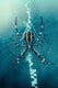 Big Top Deals New Halloween 6 Pack Spiderweb Headband Masquerade Costume Party Carnival Dress Up Women Girls